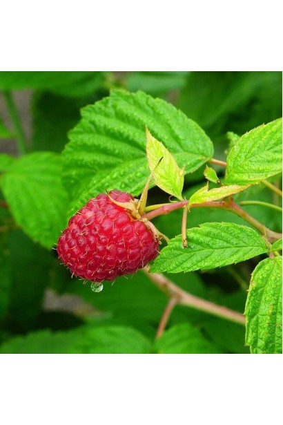 Rubus idaeus Herakles